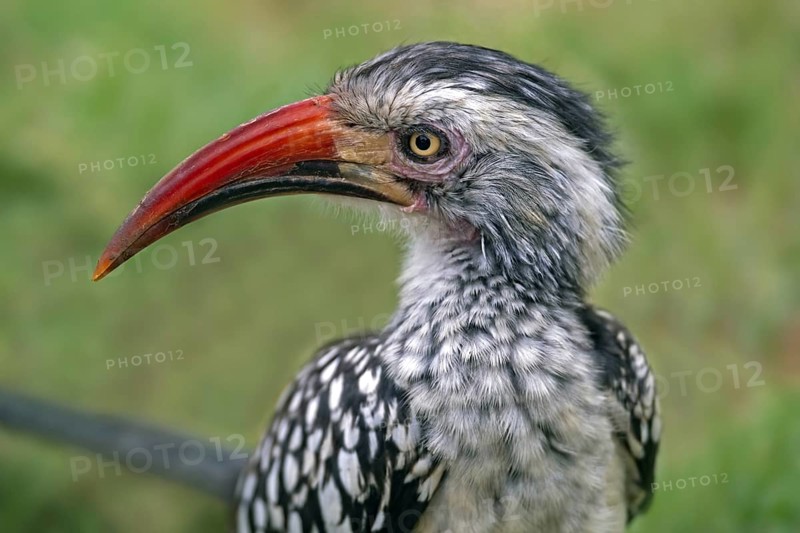 Northern red-billed hornbill