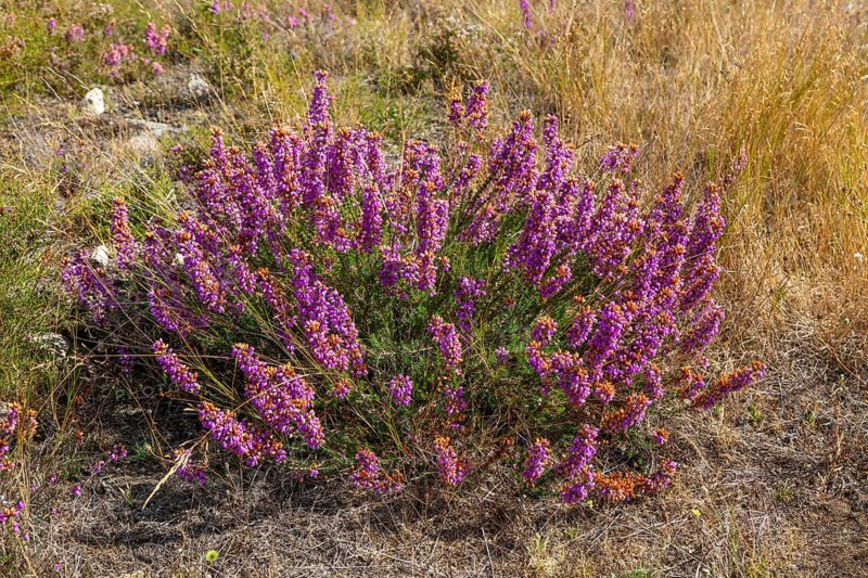 common heather