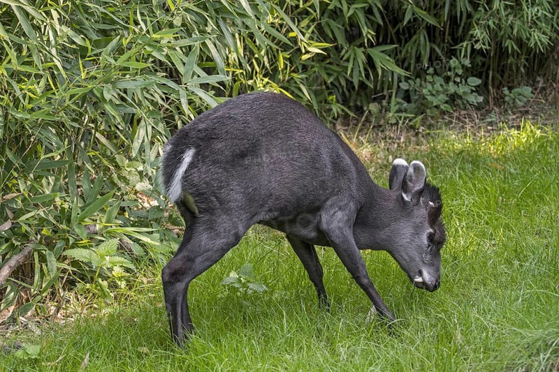 Tufted deer