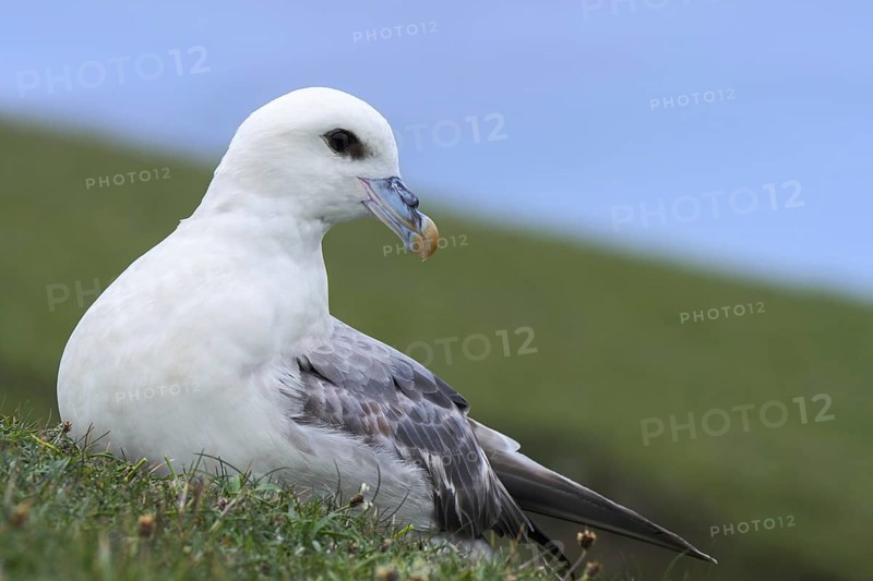 Northern fulmar