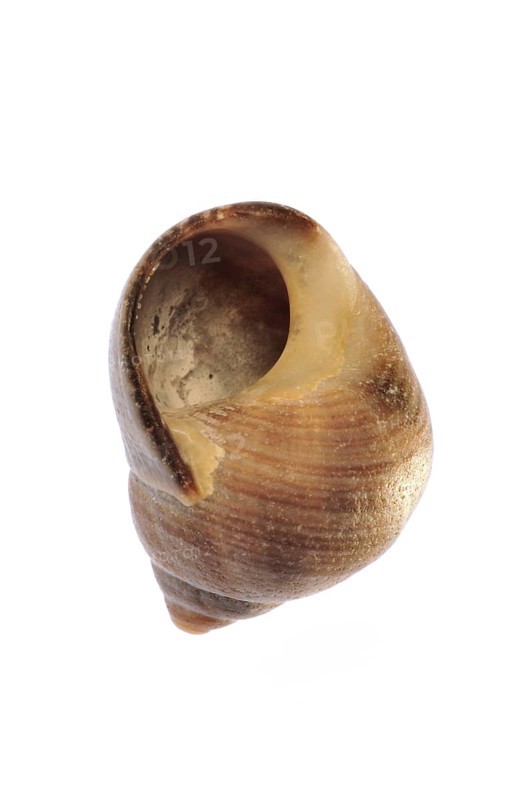 Rough periwinkle