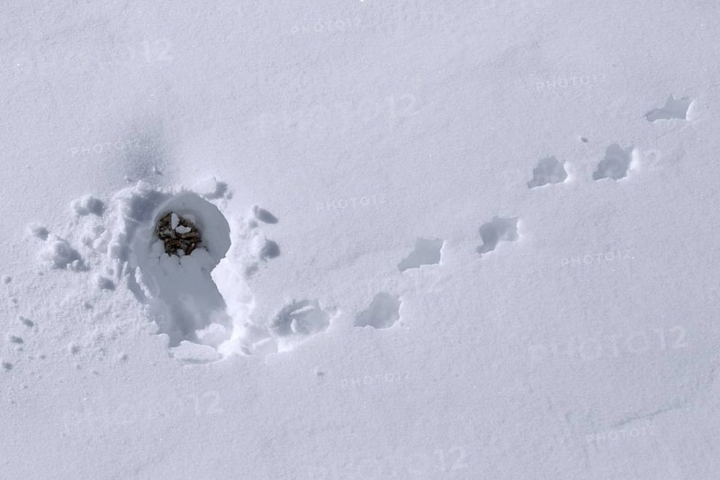 Rock ptarmigan