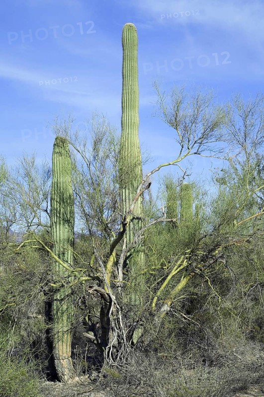 Saguaro