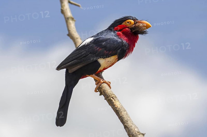 Bearded barbet