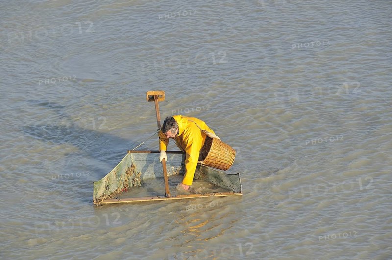 Shrimper fishing for shrimps with shrimping net along the beach at Le Treport