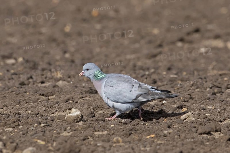 Stock dove