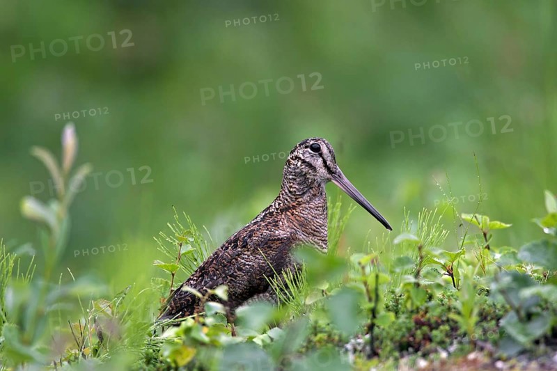 Eurasian Woodcock