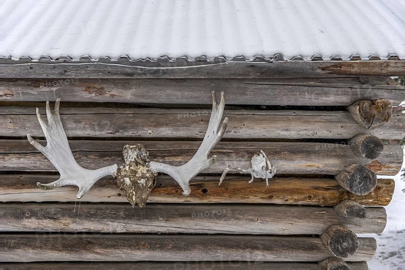 Moose and reindeer antlers hanging outside on wall of log cabin