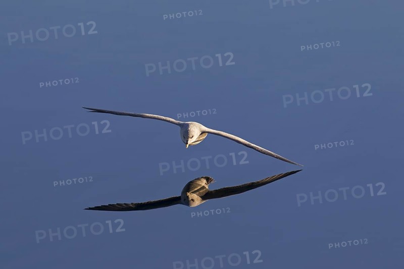 Northern fulmar