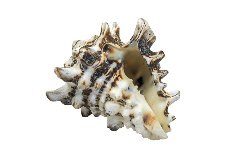 (Vasum turbinellus), tropical sea snail, marine gastropod mollusk native to the Indo-Pacific Ocean on white background