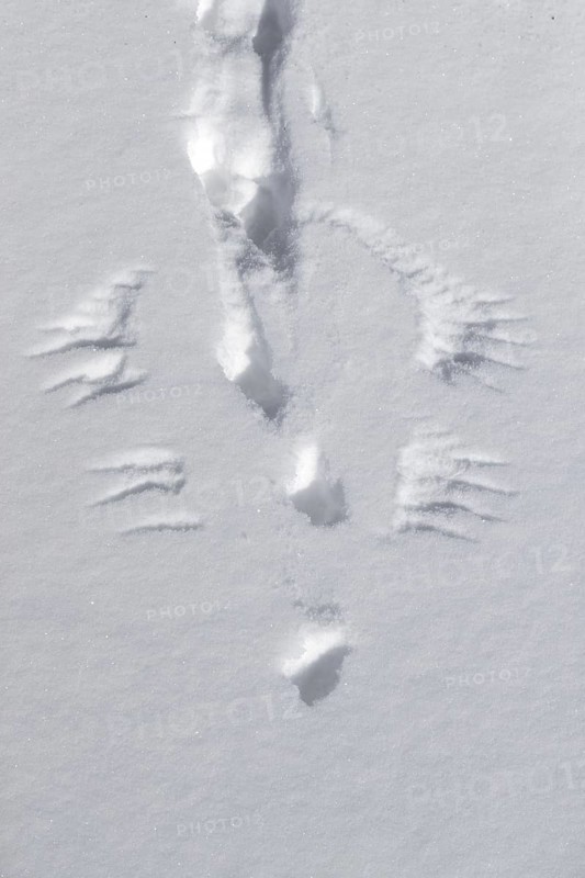 Rock ptarmigan