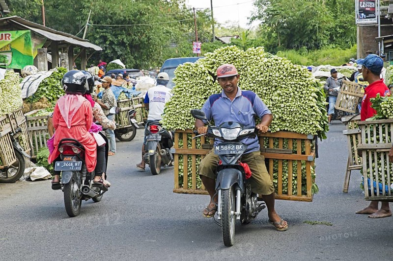 Javanese vendor riding motorbike heavily laden with vegetables to food market in the village Tumpang