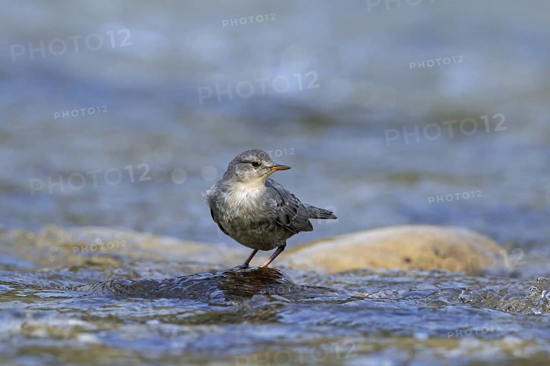 American dipper