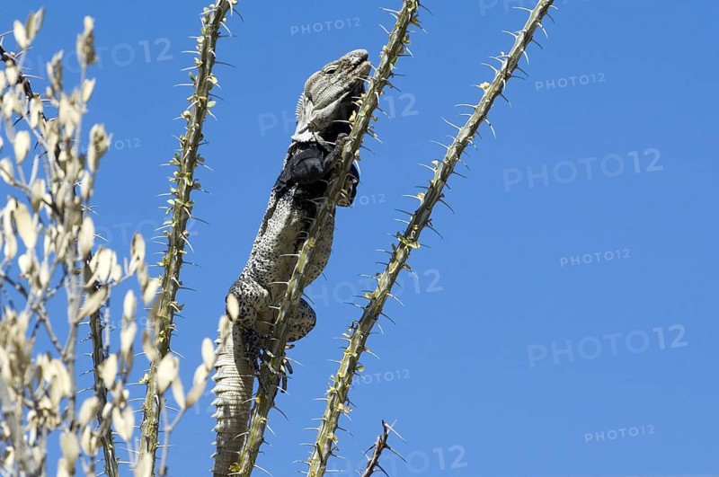 Sonoran spiny-tailed iguana