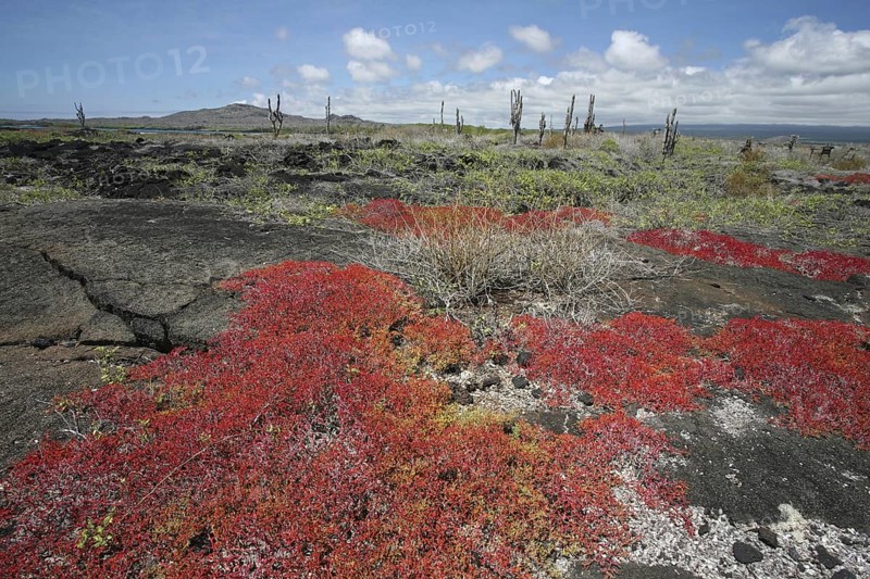 Vegetation on volcanic lava field