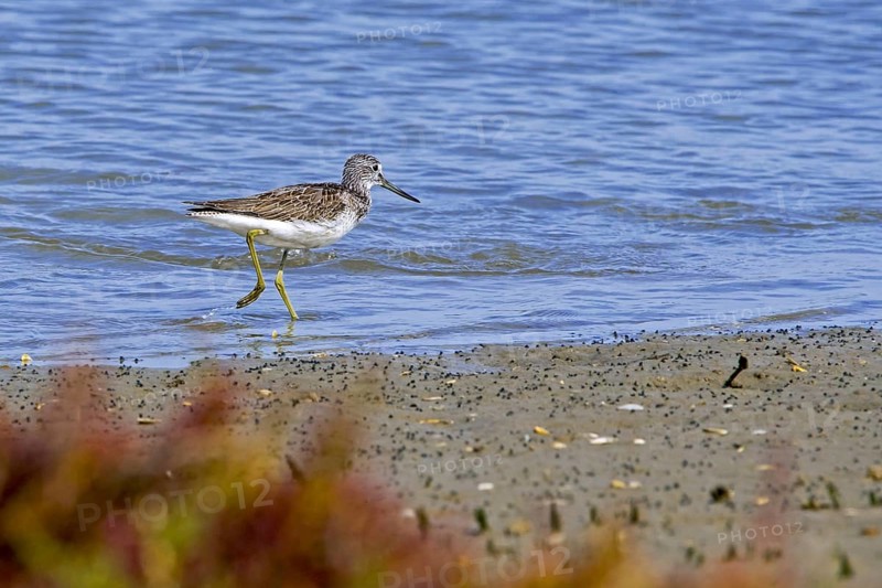 Common greenshank