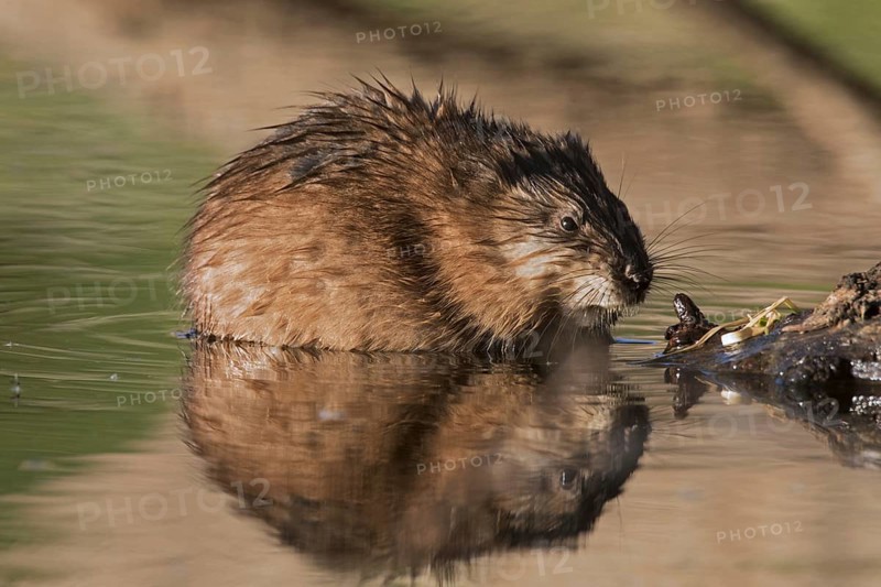 Muskrat