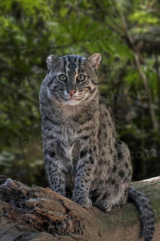 Fishing cat