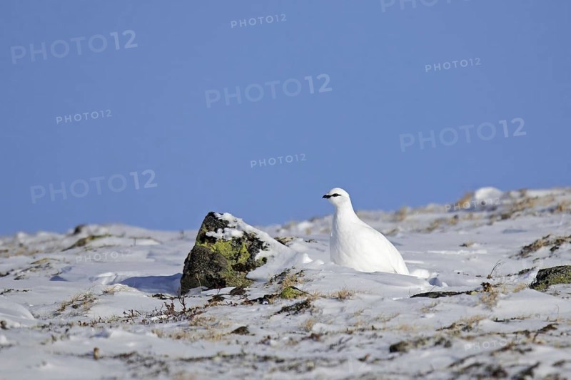 Rock ptarmigan