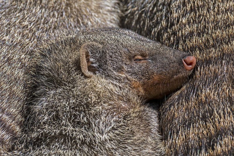 Snuggling banded mongooses