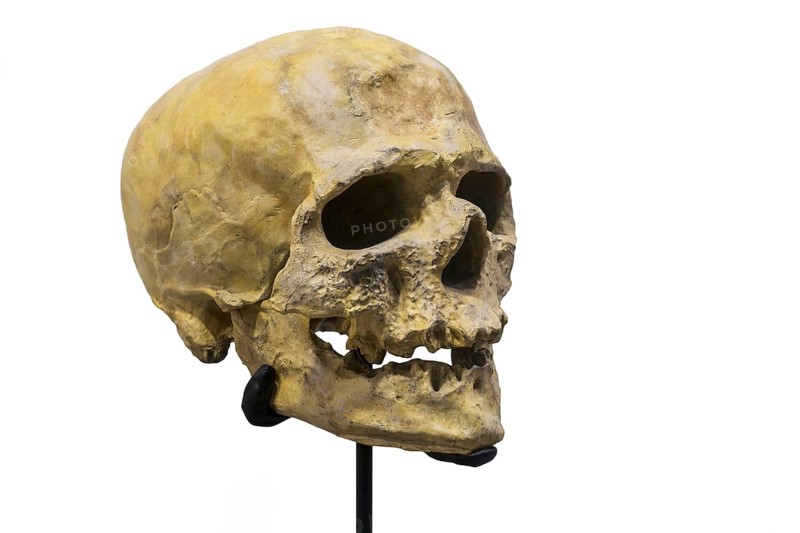 Skull replica of Cro-Magnon