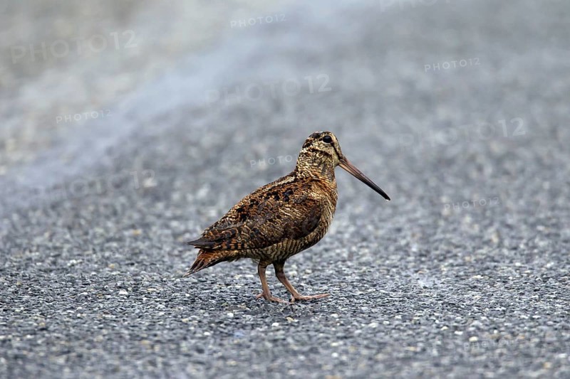 Eurasian Woodcock