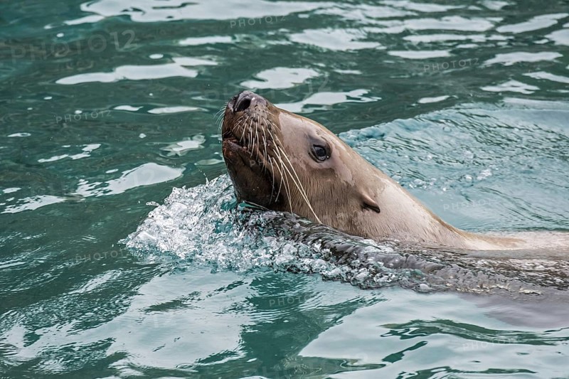 Steller sea lion