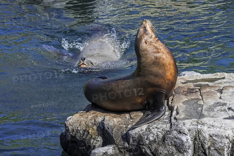 Steller sea lion
