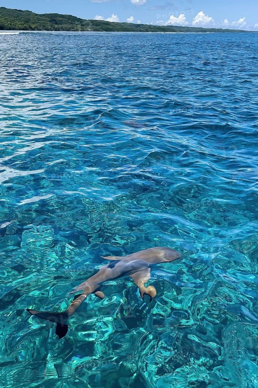 In the foreground blacktip reef shark