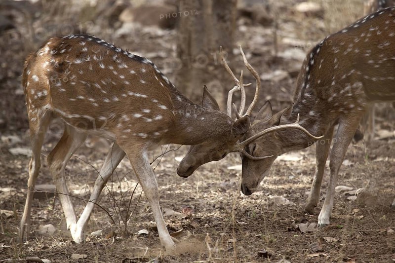 Chital deer