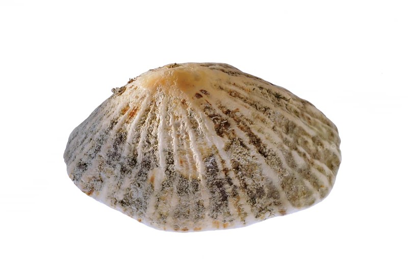 Common limpet