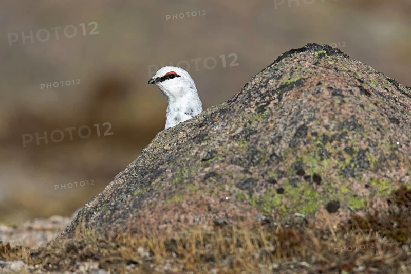 Rock ptarmigan