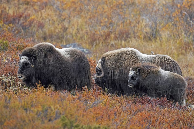 Muskox