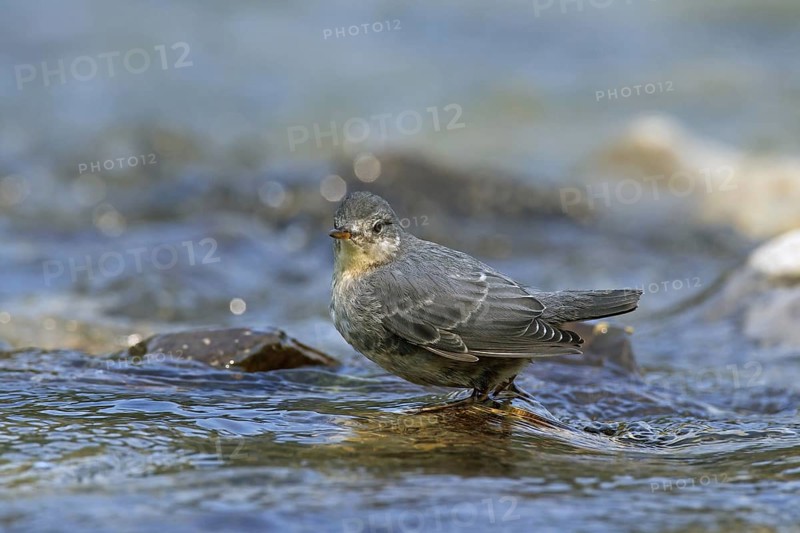 American dipper