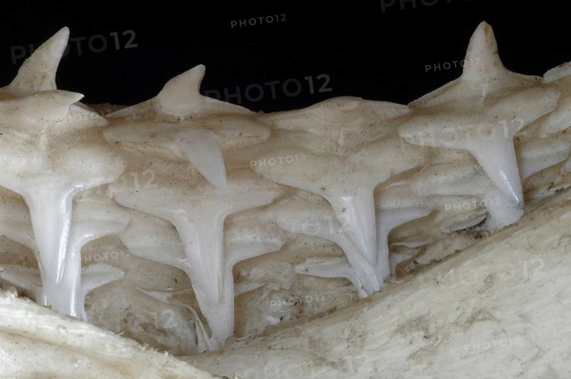 Shark lower jaw showing multiple layers of teeth