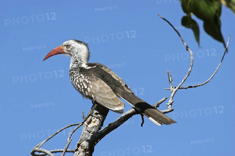 Red-billed hornbill