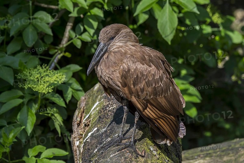 Hamerkop