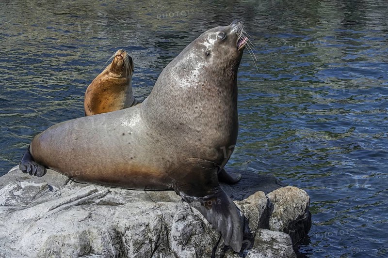 Steller sea lion