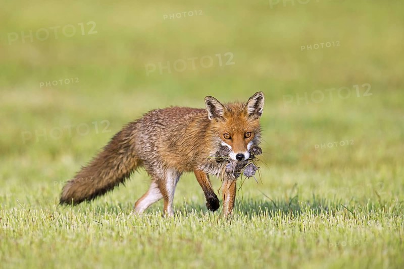 Red fox