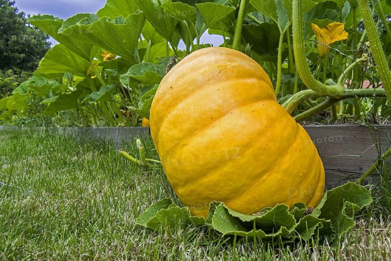 Cultivated pumpkin