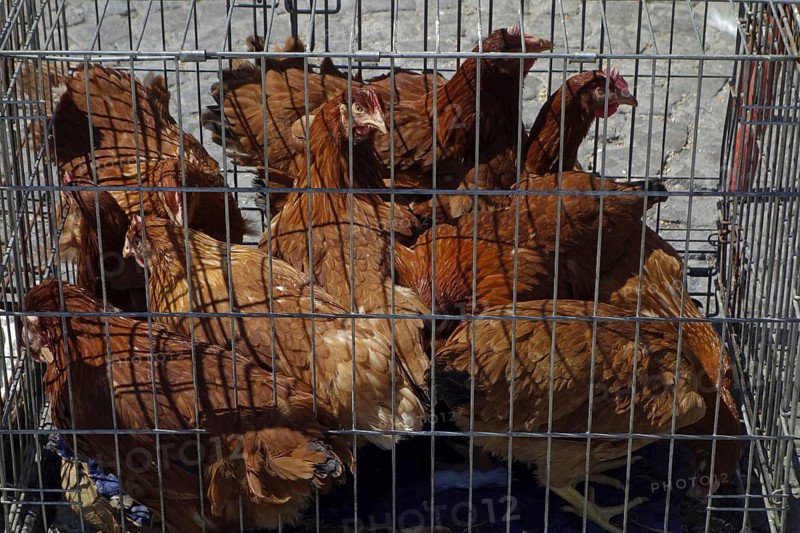 Chickens in birdcage for sale at domestic animal market