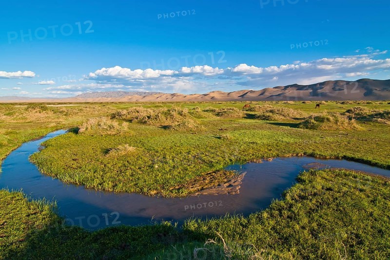 Lush green grassland in front of the large sand dunes Khorgoryn Els in the Gobi Desert