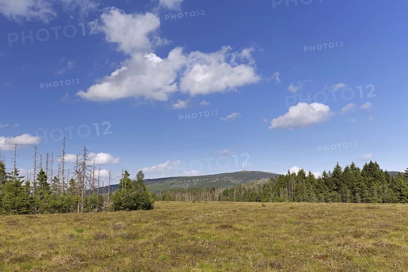 Raised bog at Grosses Torfhausmoor