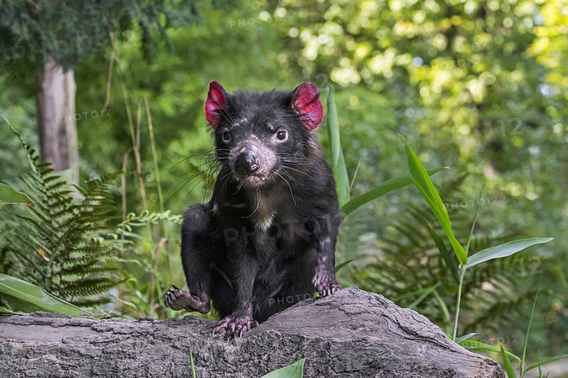 Tasmanian devil