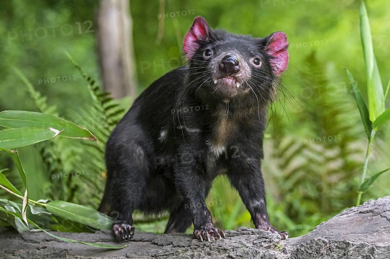 Tasmanian devil