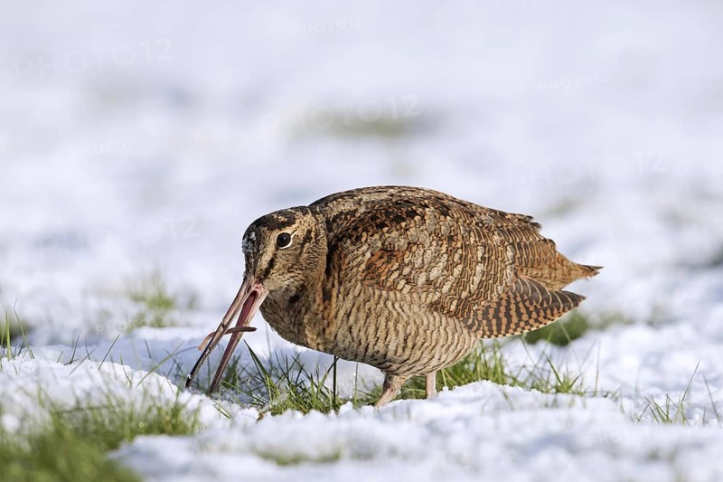 Eurasian woodcock