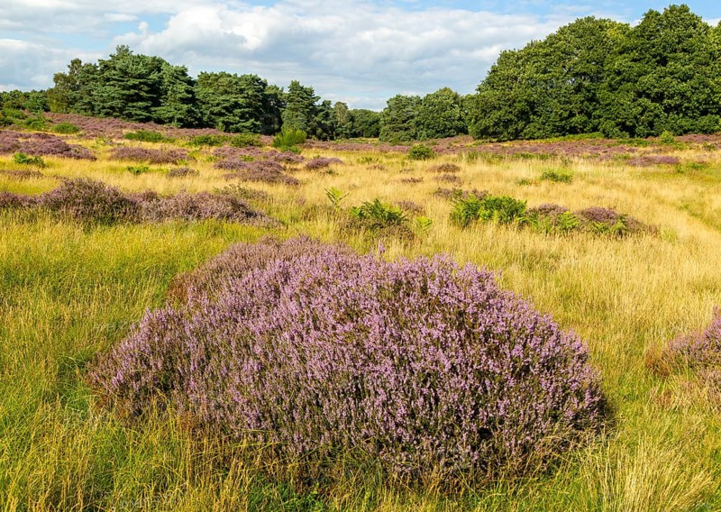 Common heather or ling