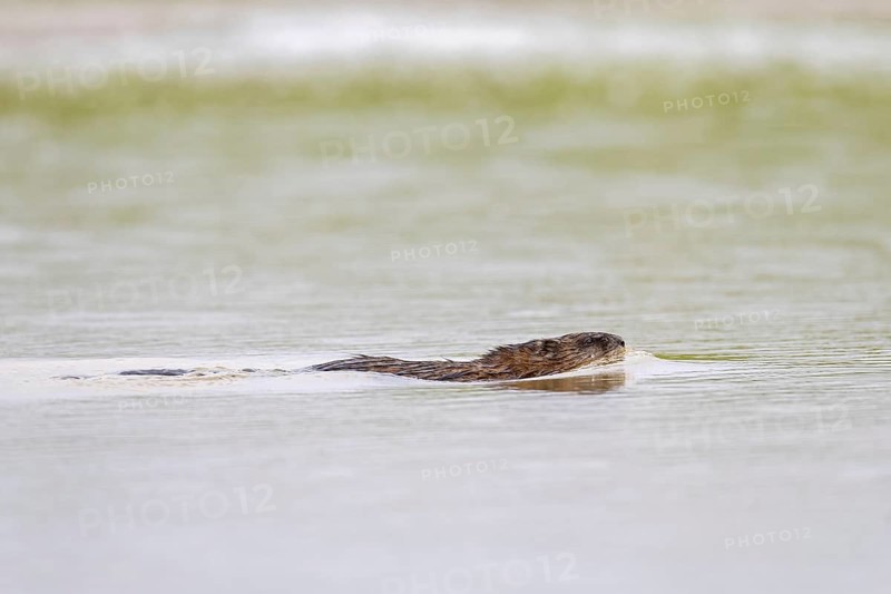 Muskrat