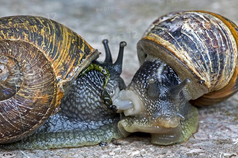 Two mating garden