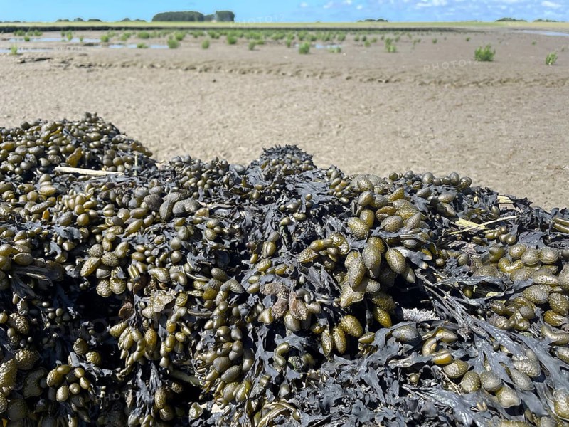 Bladderwrack